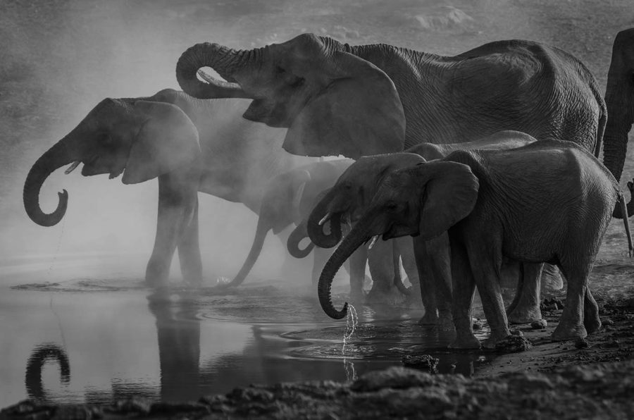 A pack of elephants bathing and drinking at a watering hole