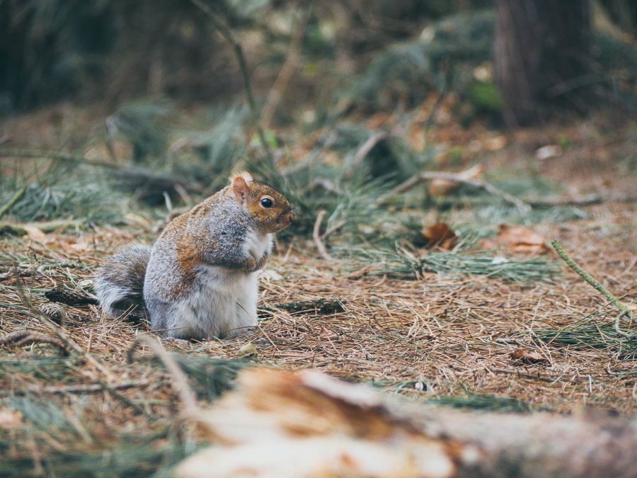 A squirrel perched on the forest floor