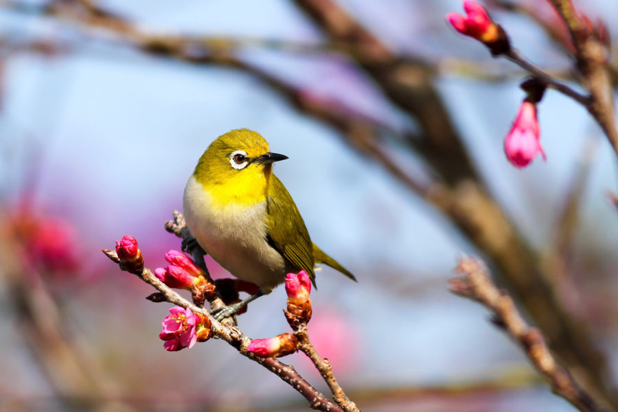 A yellow bird perched on a Sakura tree