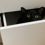 Taco, a black cat, peeking out of a white drawer