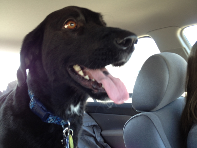 Shelby, at a much younger age, standing in the backseat of a Honda Civic, looking forward between the front seats through the windshield