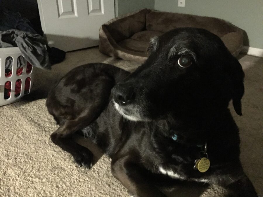 Shelby in 2020, lying on carpet while her nice, soft bad sits empty in the background