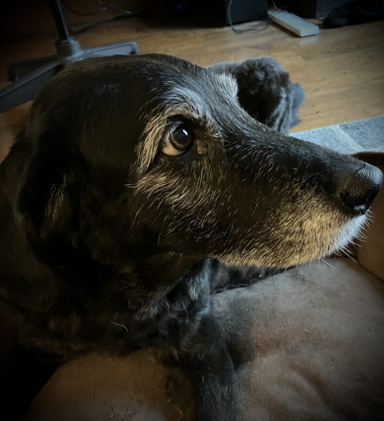 Shelby, a black lab mix, looking wistfully to the right side of the frame. She is old—nearly sixteen—but elegant and aware.